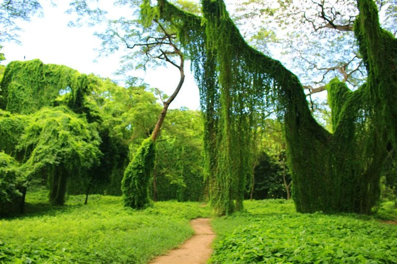 BOSQUE DE LA HABANA EL PULMÓN VERDE DE LA CAPITAL DE CUBA BOSQUE DE LA HABANA EL PULMÓN VERDE DE LA CAPITAL DE CUBA