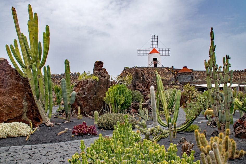JARDÍN DE CÁCTUS EN GUATIZA TEGUISE Vacaciones Lanzarote: JARDÍN DE CÁCTUS EN GUATIZA TEGUISE
