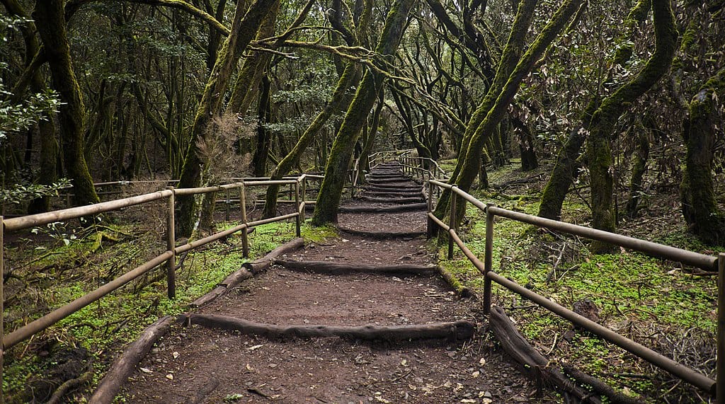 Sendero por el Bosque Encantado de laurisilva de Garajonay . Senderismo en Canarias