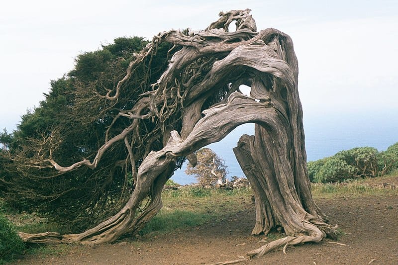 Turismo en El Hierro: Sabinar de La Dehesa. Foto de Eckhard Pecher, CC BY 2.5 Turismo en El Hierro Sabinar de La Dehesa
