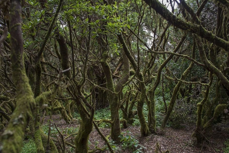 Turismo en el Hierro: bosque de La Llanía. Foto de Pablo Montesdeoca, CC BY SA 4.0 Turismo en el Hierro bosque de La Llanía