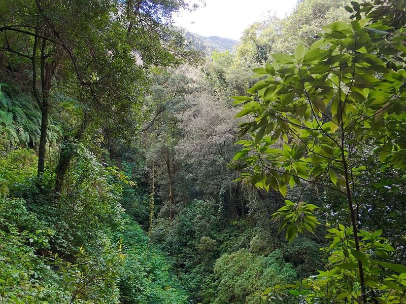 Bosque de laurisilva en el Cubo de La Galga. Foto de Fährtenleser, CC BY SA 4.0 Bosque de laurisilva en el Cubo de La Galga. Foto de Fährtenleser, CC BY SA 4.0