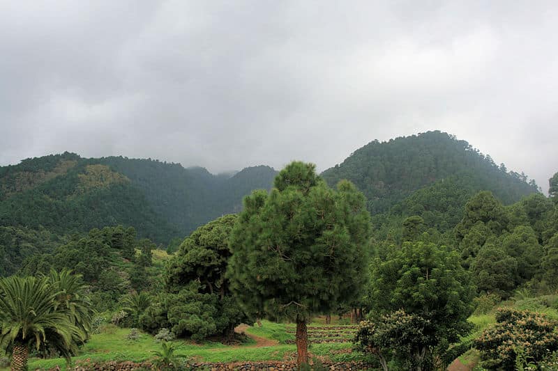 Parque Natural de las Nieves. Foto de Olbertz Parque Natural de las Nieves. Foto de Olbertz