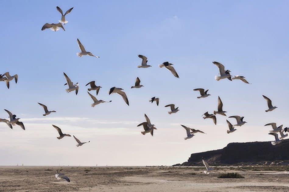 Qué hacer en Fuerteventura Observación de aves