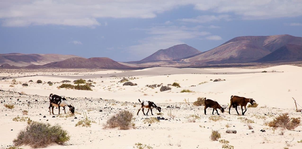 Qué ver en Fuerteventura Dunas de Corralejo. Foto de Tamara Kulikova