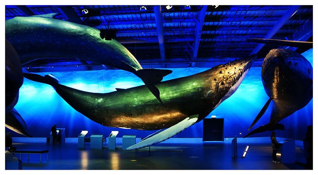 Cosas que hacer en Reikiavik, Islandia - Visitar el Museo de las Ballenas. Foto de By Milan Nykodym Kutna Hora, CC BY SA 2.0 Cosas que hacer en Reikiavik, Islandia Visitar el Museo de las Ballenas. Foto de By Milan Nykodym Kutna Hora, CC BY SA 2.0