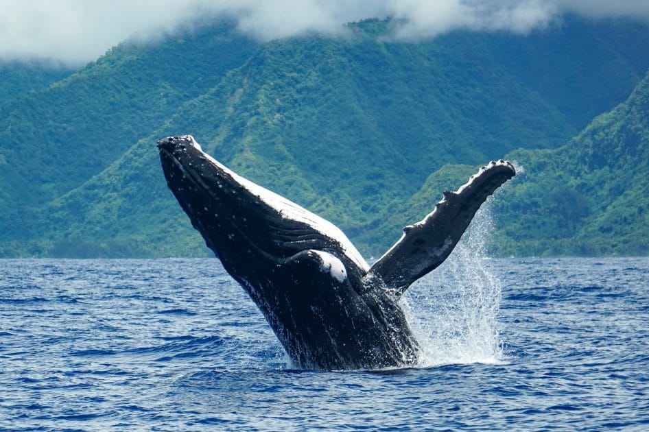 Qué hacer en Tahití Observación de ballenas. Foto de Google Maps de ATAE Safari Océan Tahiti Qué hacer en Tahití Observación de ballenas. Foto de Google Maps de ATAE Safari Océan Tahiti