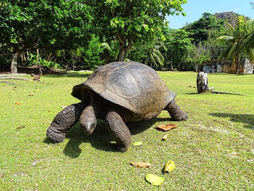 Qué ver en Seychelles Tortugas en Curieuse. Foto de Bjørn Christian Tørrissen Kalugaringon nga buhat, CC BY SA 4. Qué ver en Seychelles Tortugas en Curieuse. Foto de Bjørn Christian Tørrissen Kalugaringon nga buhat, CC BY SA 4.0
