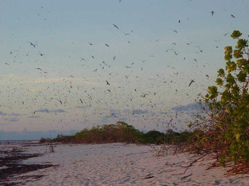 Viajar a las islas Seychelles Bird Island. Foto de Phil Guest, CC BY SA 2.0 Viajar a las islas Seychelles Bird Island. Foto de Phil Guest, CC BY SA 2.0