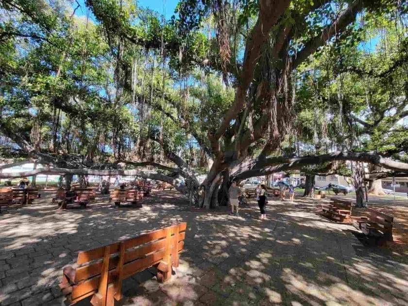 Viaje a Hawái Banyan Tree de Lahaina. Foto de Google Maps de Selvam Raju Somalraju Viaje a Hawái Banyan Tree de Lahaina. Foto de Google Maps de Selvam Raju Somalraju
