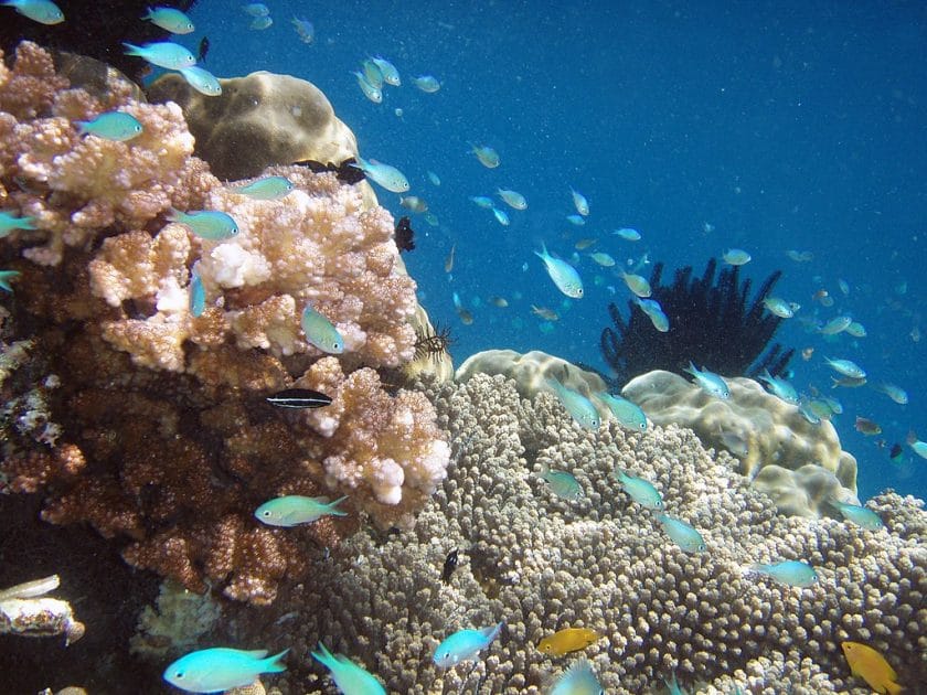 Viaje a Indonesia Arreciifes de coral de Raja Ampat. Foto de Hulivili Viaje a Indonesia Arreciifes de coral de Raja Ampat. Foto de Hulivili