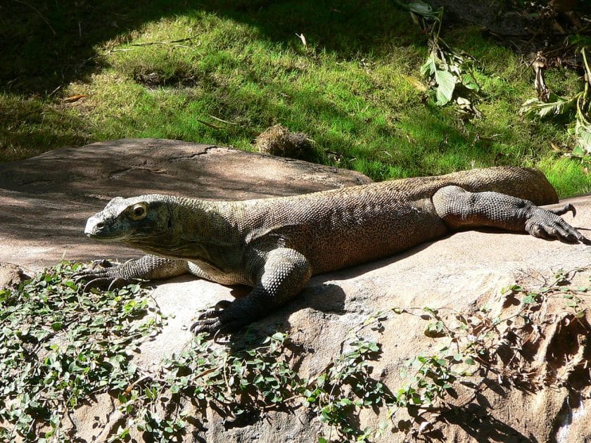 Viaje a Indonesia Dragón de Komodo. Foto CC BY SA 3.0 Viaje a Indonesia Dragón de Komodo. Foto CC BY SA 3.0