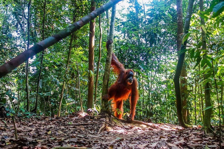 Viaje a Indonesia Observación de orangutanes en Bukit Lawang. Foto de Visions of Domino, CC BY 2.0 Viaje a Indonesia Observación de orangutanes en Bukit Lawang. Foto de Visions of Domino, CC BY 2.0