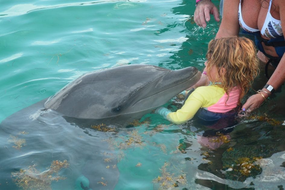 Excursiones en Punta Cana Interactuar con delfines en Dolphin Island Park. Foto de Google Maps de Javier Ortega Excursiones en Punta Cana Interactuar con delfines en Dolphin Island Park. Foto de Google Maps de Javier Ortega