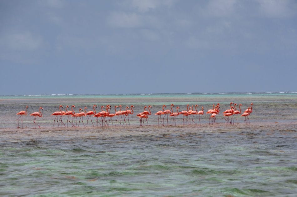Turismo en Islas Vírgenes Británicas Flamencos en Anegada. Foto de Google Maps de Loblolly Beach Cottages Anegada