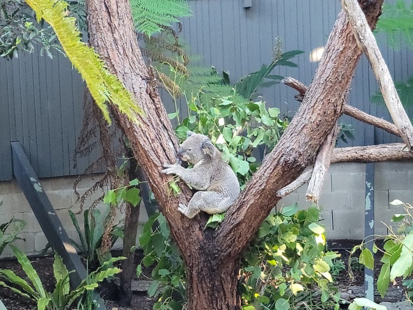 Turismo en Sydney, Australia Koala en el Taronga Zoo. Foto de Google Maps de Adam Carbajal
