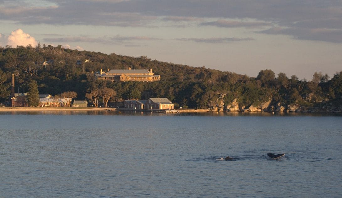 Turismo en Sydney, Australia North Head Quarantine Station con ballenas en el agua. Foto by me Own work, CC BY 3.0