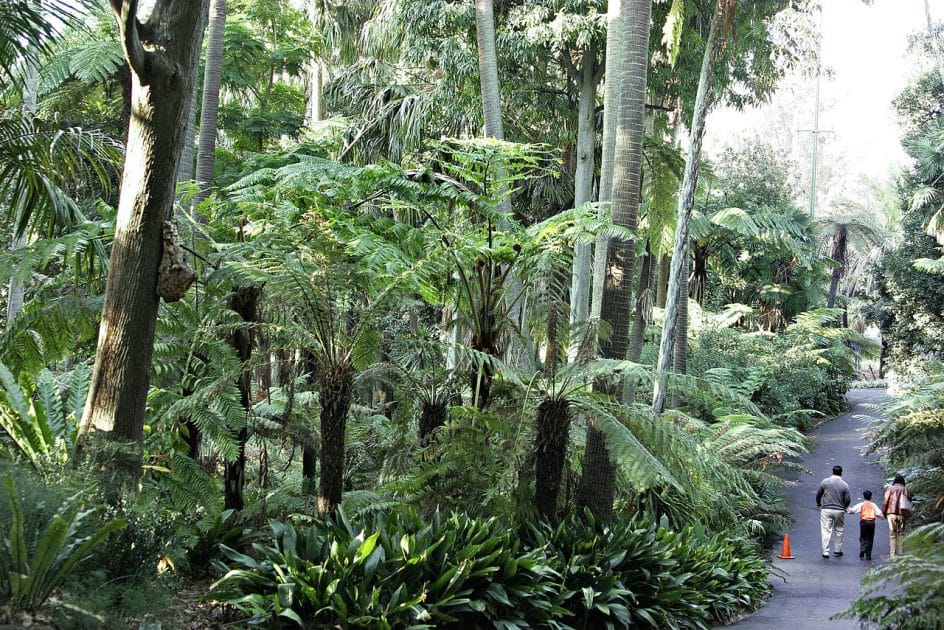 Qué ver en Melbourne Sendero del Jardín Botánico. Foto de De fir0002flagstaffotos, GFDL 1.2 Qué ver en Melbourne Sendero del Jardín Botánico. Foto de De fir0002flagstaffotos, GFDL 1.2