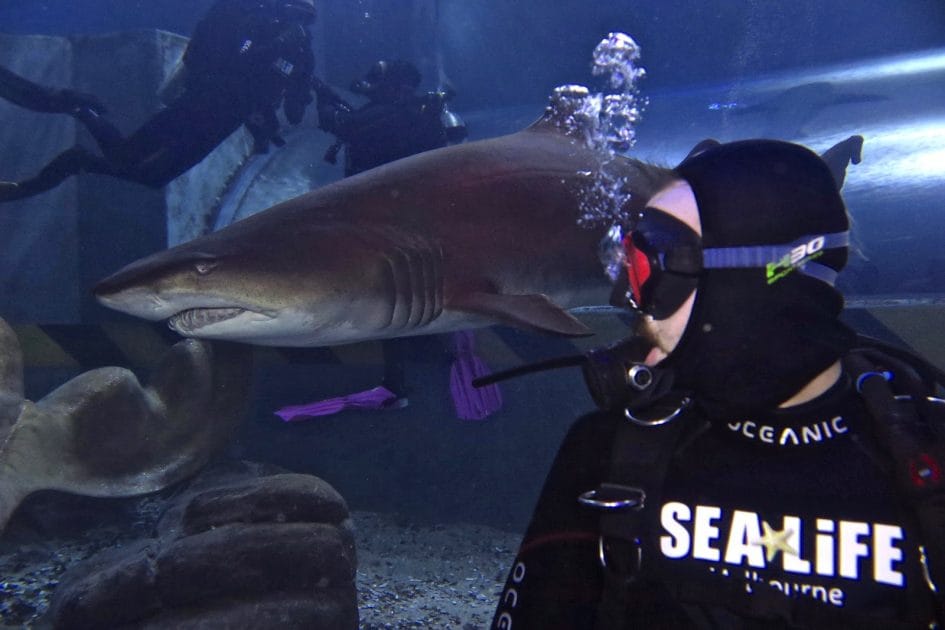 Qué ver en Melbourne Shark Dive Xtreme. Foto de Google Maps de Shark Dive Xtreme Qué ver en Melbourne Shark Dive Xtreme. Foto de Google Maps de Shark Dive Xtreme