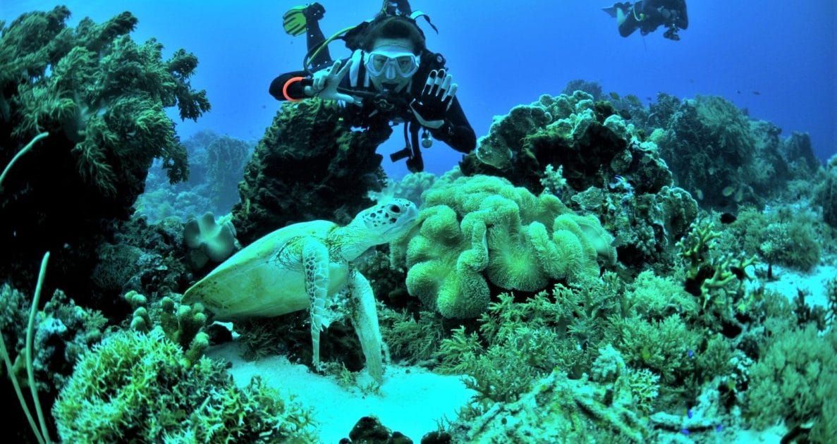Qué ver en Palawan, Filipinas Excursiones de buceo entre marzo y junio. Foto de Google Maps de Verde Speranza