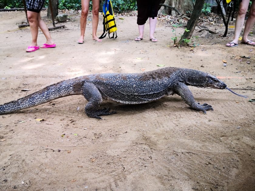 Qué ver en Palawan, Filipinas Lagarto monitor. Foto de Google Maps de Onofrio Dambrosio