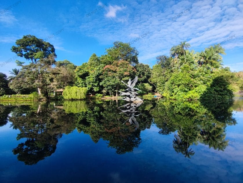 Qué ver en Singapur Lago de los Cisnes. Foto de Google Maps de Peng Zhang