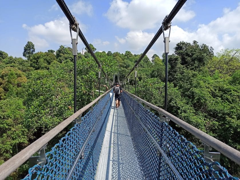 Qué ver en Singapur MacRitchie Treetop Walk. Foto de Google Maps de Joyce Wong