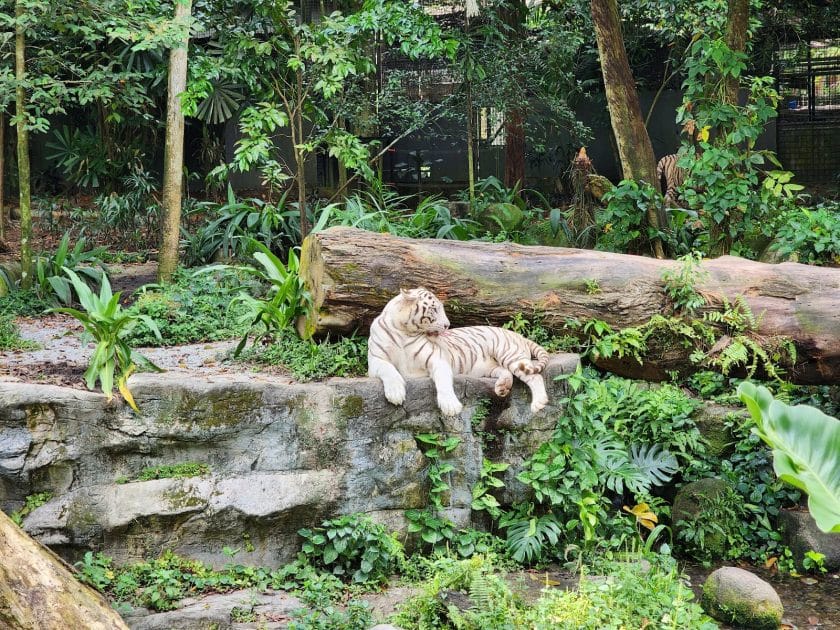 Qué ver en Singapur Tigres en el Zoológico General. Foto de Google Maps de Genpros Sanidad