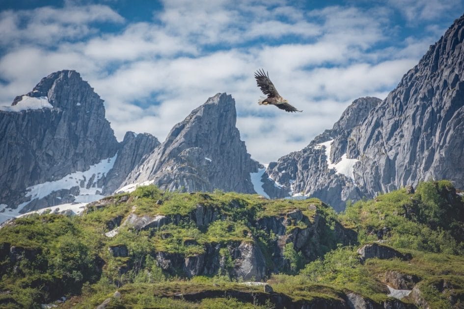 Viaje a Islas Lofoten, Noruega Aguila marina en el fiordo. Foto de Google Maps de Jacqueline Ermens
