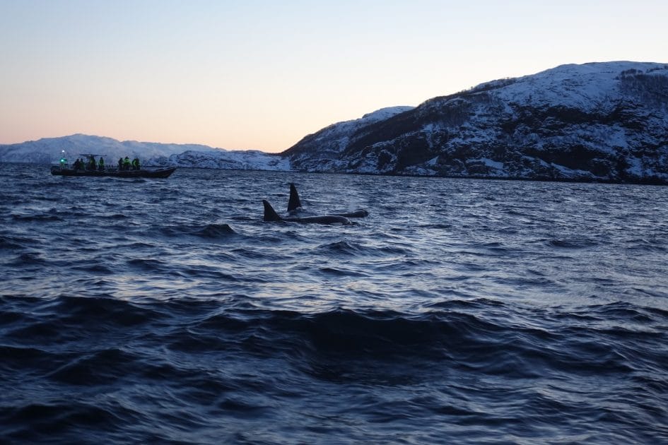 Viaje a Islas Lofoten, Noruega Avistamiento de ballenas. Foto de Google Maps de Ulrika Westerberg