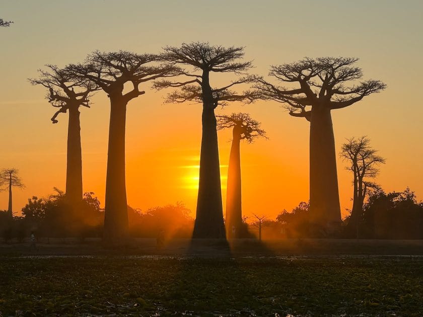 Viaje a Madagascar, Amanecer en la Avenida de loa Baobabs