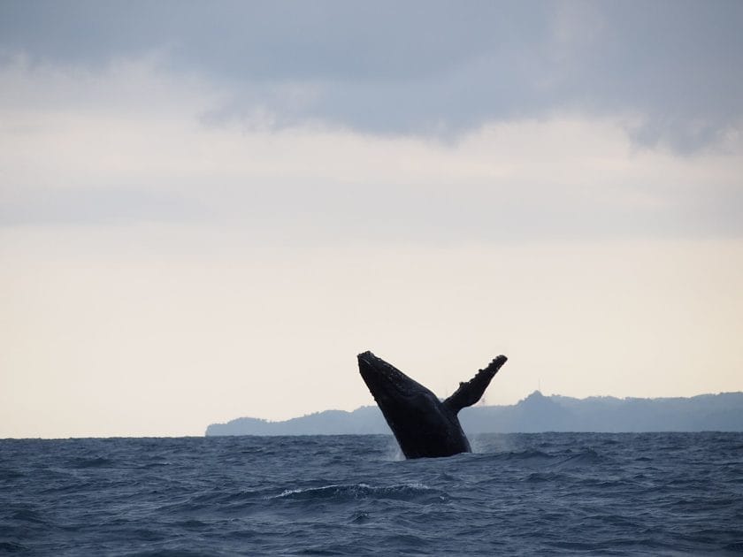 Madagascar, Avistamiento de ballenas en la Isla Sainte Marie
