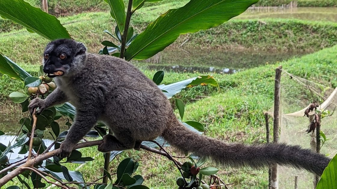 Fauna en Madagascar, Lémur en la Reserva Analamazoatra