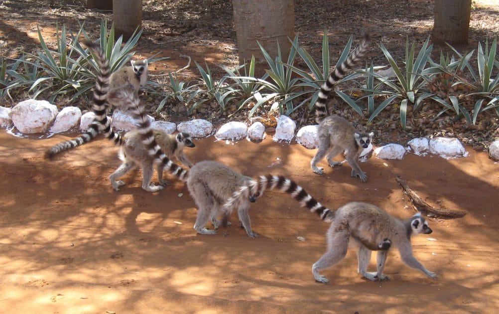 Animales en Madagascar, Lémures en Reserva Berenty
