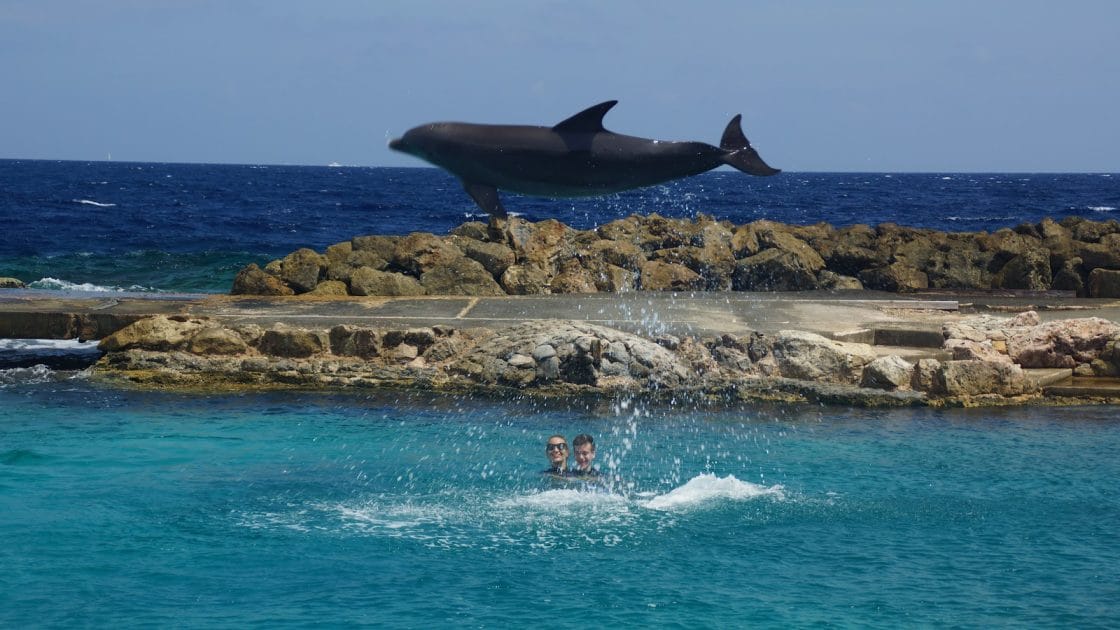 Las 10 mejores playas de Curazao Delfines en el Sea Aquarium. Foto de Google Maps de Ben Schueler Las 10 mejores playas de Curazao Delfines en el Sea Aquarium. Foto de Google Maps de Ben Schueler