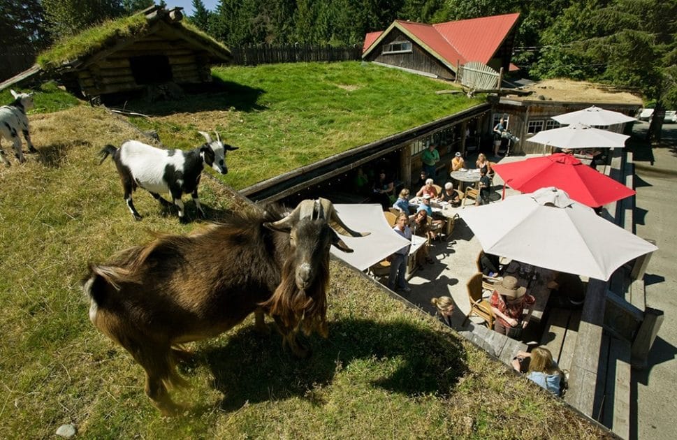 Mercados en Isla de Vancouver, Canadá, Cabras en el techo del Old Country Market de Parksville