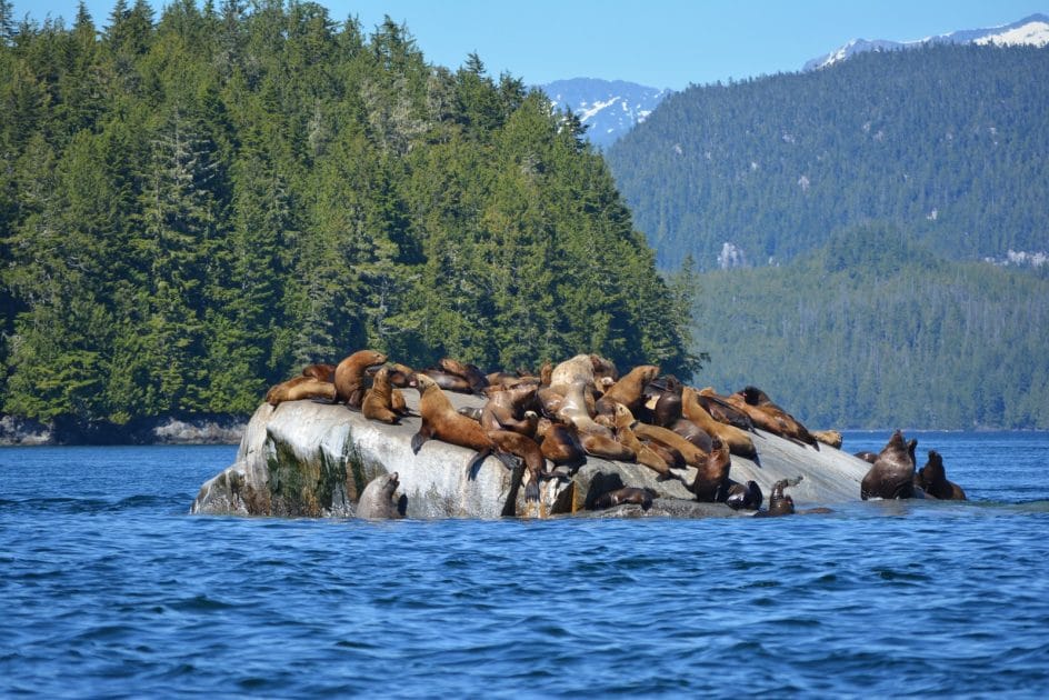 Animales en Isla de Vancouver, Canadá, Leones marinos en Telegraph Cove.