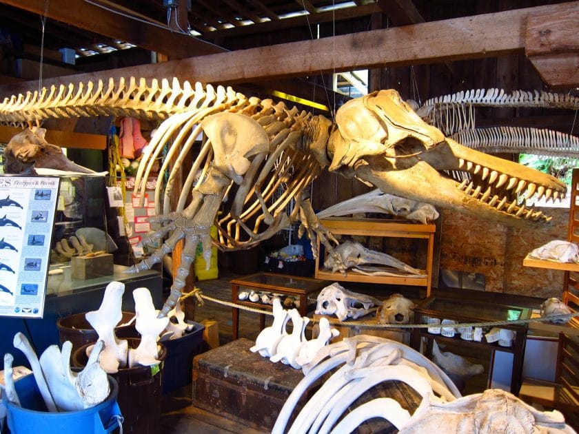 Historia natural en Isla de Vancouver, Canadá, The Whale Interpretative Centre en Telegraph Cove
