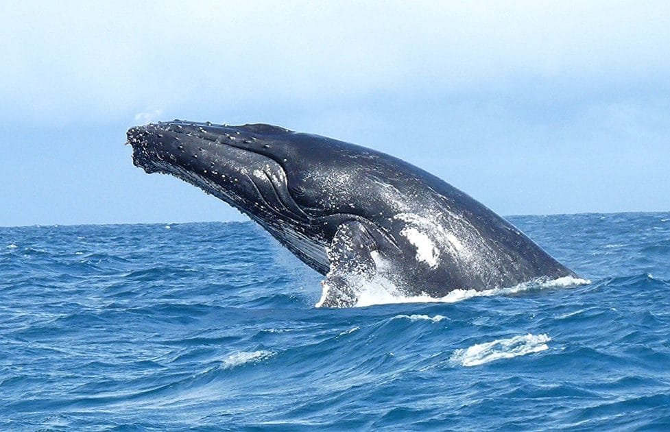 Animales en Madagascar, Avistamiento de ballenas. 