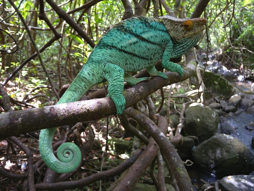 Naturaleza en Madagascar, Camaleón en la Isla de Santa María