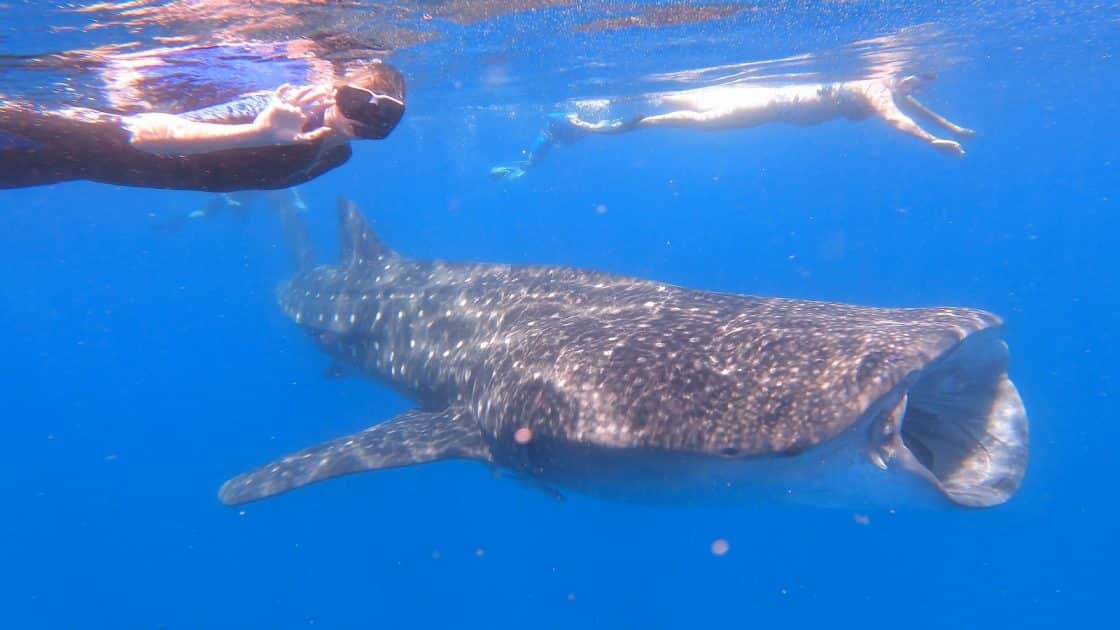 Vacaciones en Madagascar, Snorkel con ballenas en el Constance Tsarabanjina de Nosy Be