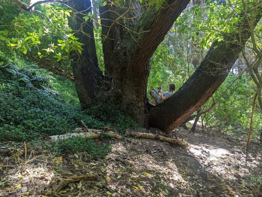 Qué ver en Wellington, Frodo´s Reading Tree