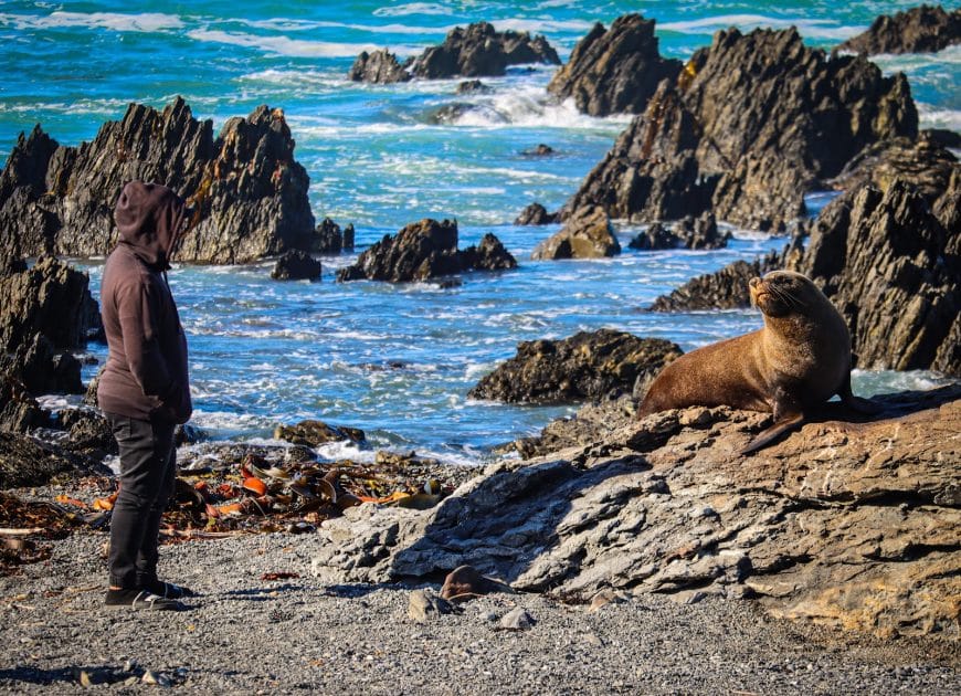 Fauna en Wellington, Observación de focas en Red Rocks