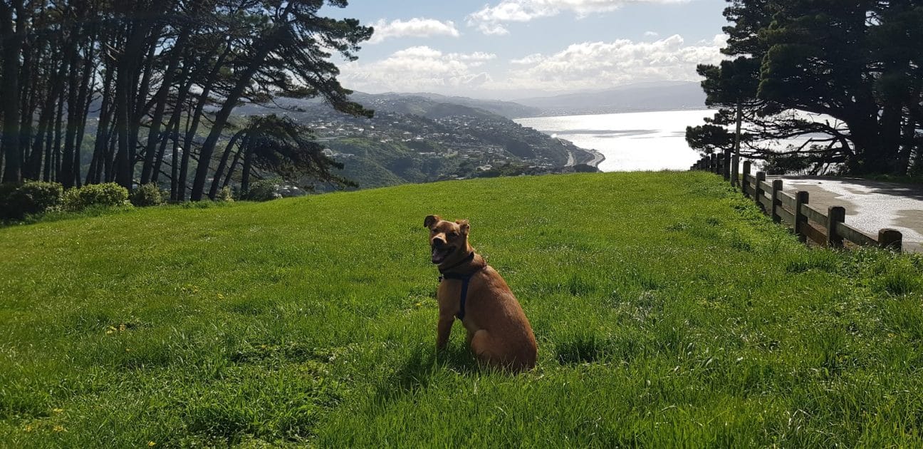 Senderismo en Wellington, Ruta de Te Ahumairangi Hill