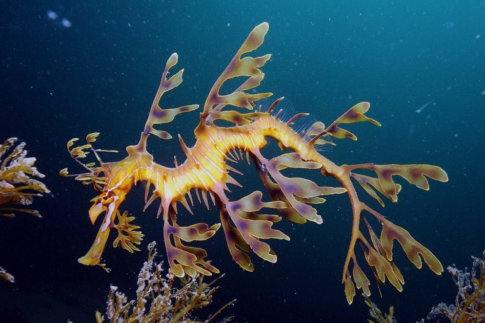 10 deportes acuáticos Buceo en Isla Canguro, Australia. By James Rosindell , CC BY SA 4.0 10 deportes acuáticos Buceo en Isla Canguro