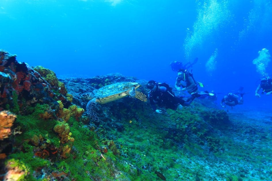 Islas paradisíacas de Brasil Buceo entre tortugas en Fernando de Noronha. Foto de Google Maps de Gustavo Galante Islas paradisíacas de Brasil Buceo entre tortugas en Fernando de Noronha