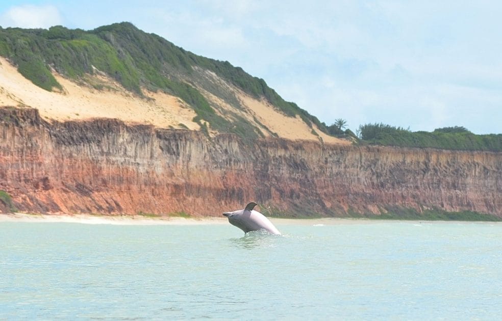 Islas paradisíacas de Brasil Delfín en Baia dos Gofinho. Foto de Vive Pipa Islas paradisíacas de Brasil Delfín en Baia dos Gofinho