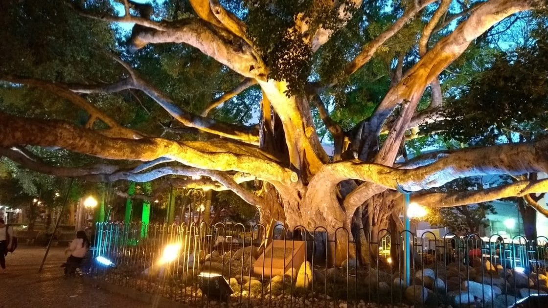 Islas paradisíacas de Brasil Figueira Centenaria en la Praça XV de Novembro en Santa Catarina. Foto de Google Maps de Maria Angela Pieroni Islas paradisíacas de Brasil Figueira Centenaria en la Praça XV de Novembro en Santa Catarina