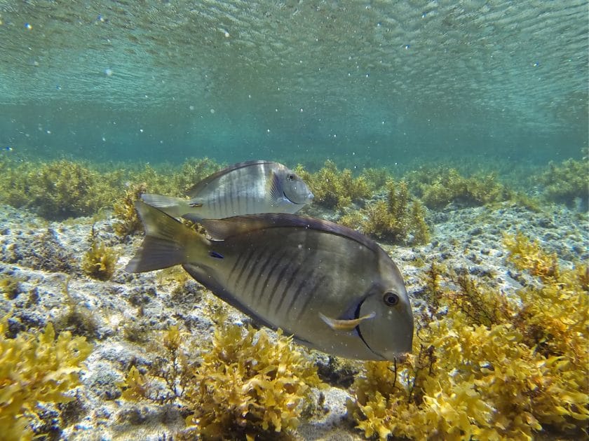 Islas paradisíacas de Brasil Peces en la Playa Atalaia de Fernando de Noronha. Foto de Google Maps de Andreas Hartfelder Islas paradisíacas de Brasil Peces en la Playa Atalaia de Fernando de Noronha