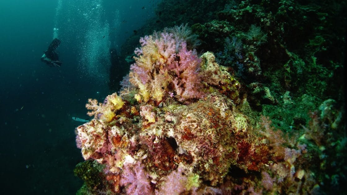 Las mejores islas de Tailandia para visitar Los espectaculares arrecifes coralinos de Koh Lanta